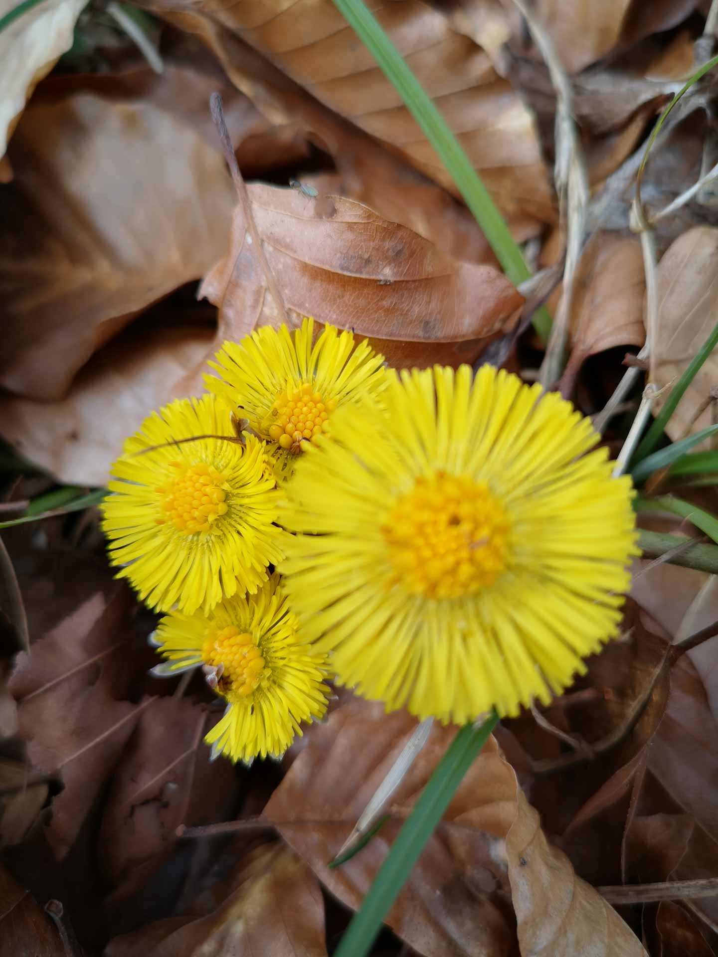 Nahaufnahme von vier leuchtend gelben Huflattichblüten, umgeben von braunem, trockenem Laub.