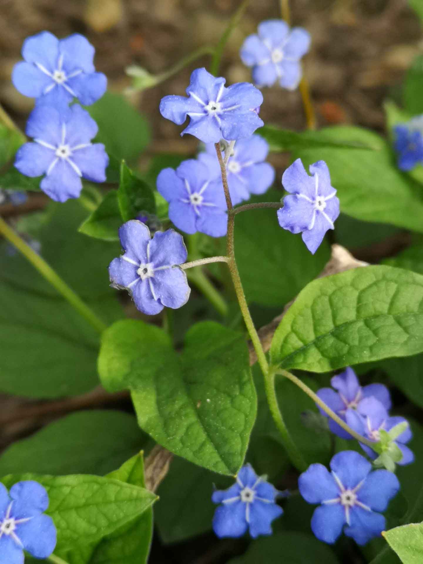 Leuchtend blaue Blüten mit weißer sternförmiger Mitte, eingebettet in grünes Laub im Frühling.