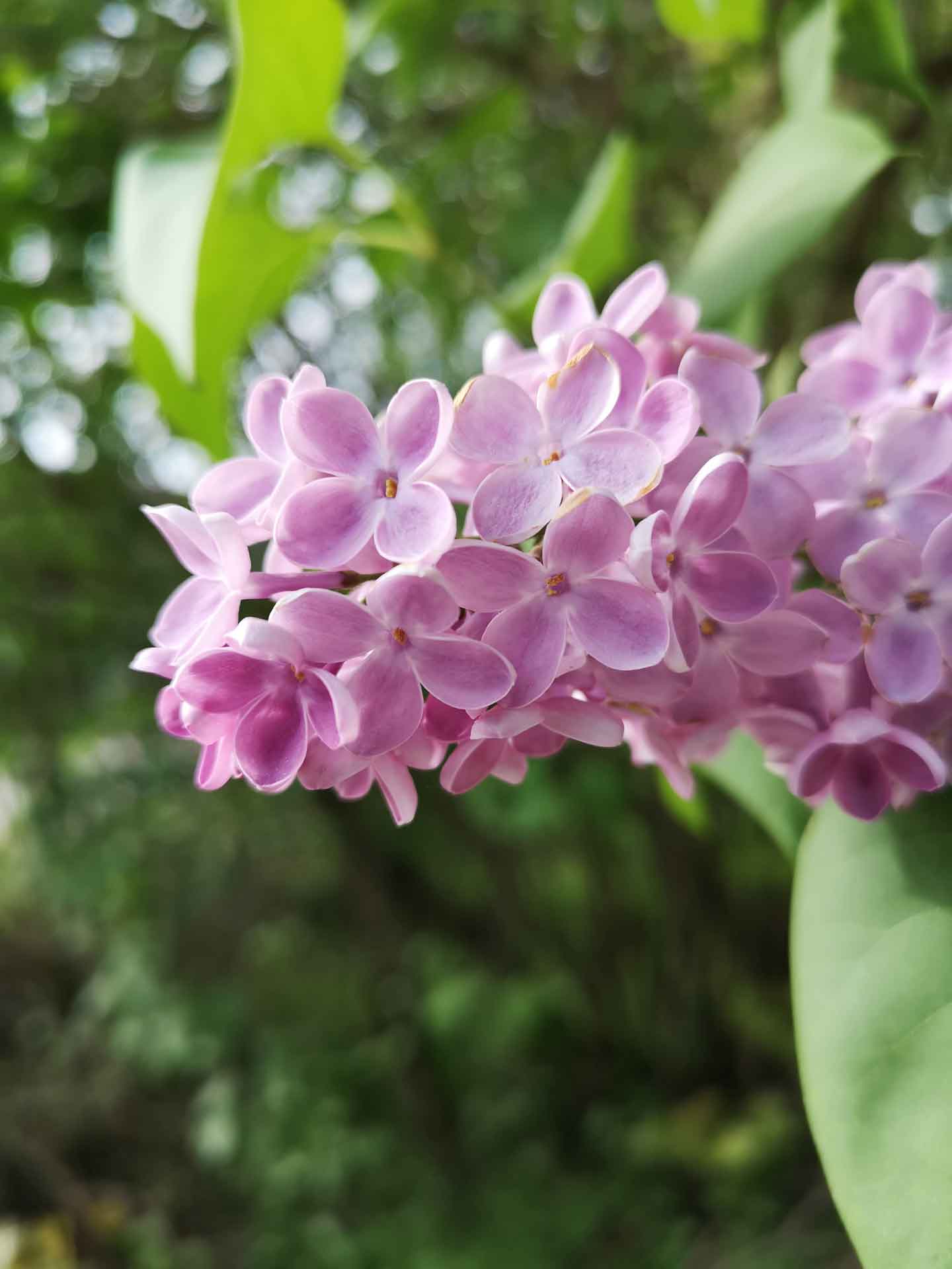 Nahaufnahme eines rosa-lilafarbenen Fliederblütenstandes vor einem verschwommenen grünen Hintergrund.