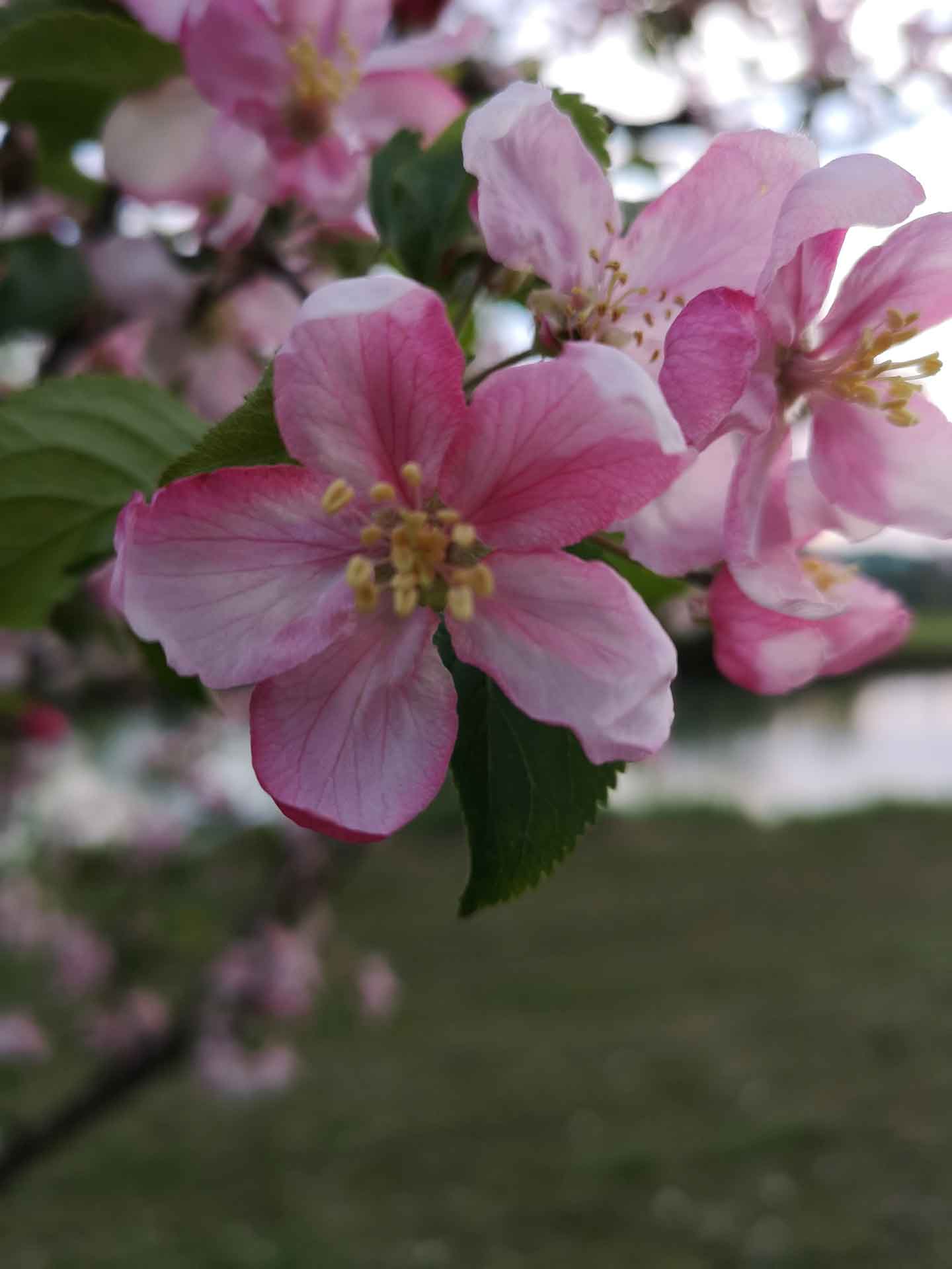 Nahaufnahme einer rosa-weißen Apfelblüte mit gelben Staubblättern, frühlingshaft am Ufer.