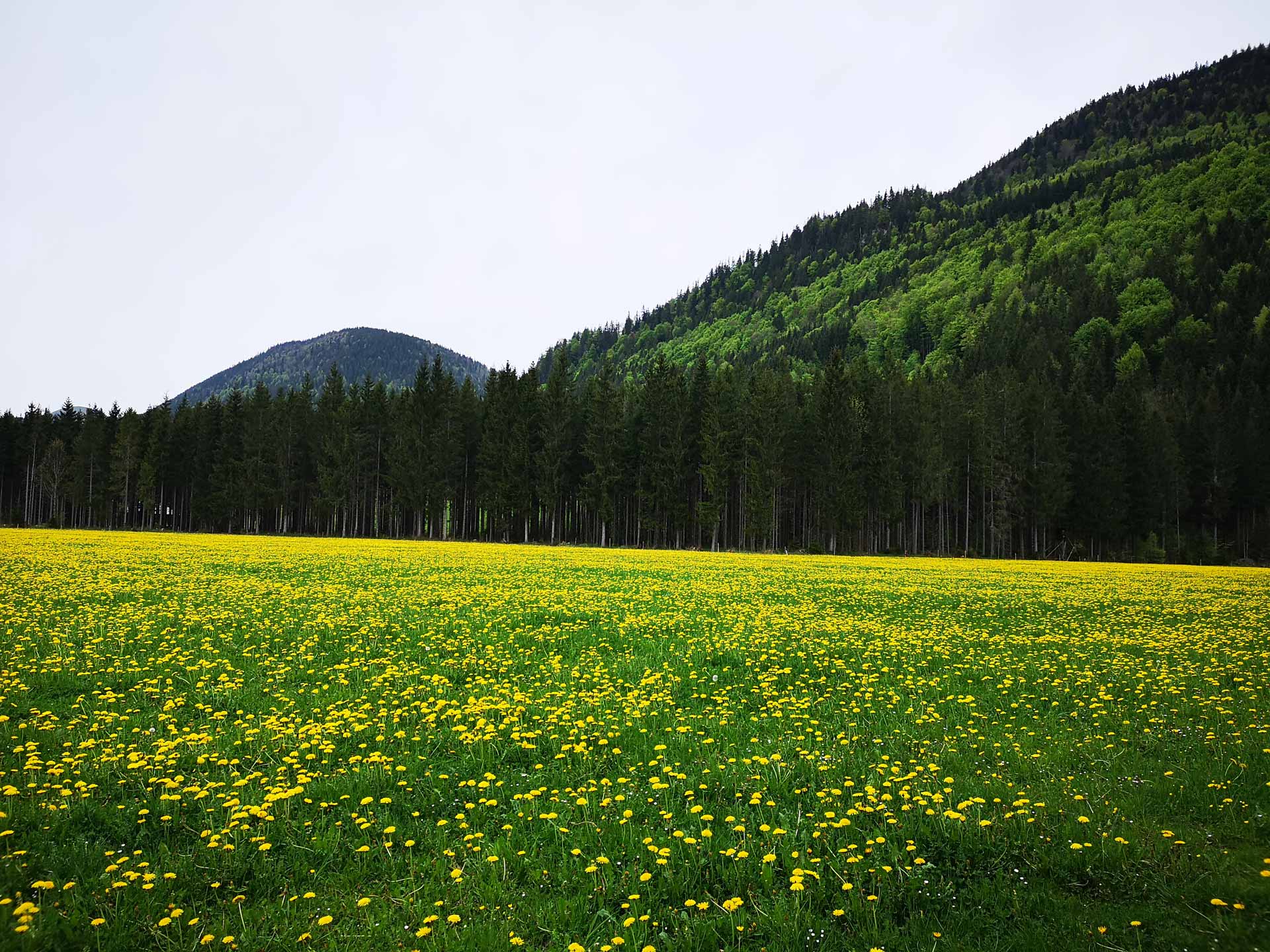 Große gelbe Löwenzahnwiese vor dunklem Nadelwald und sanften grünen Hügeln am Berg.