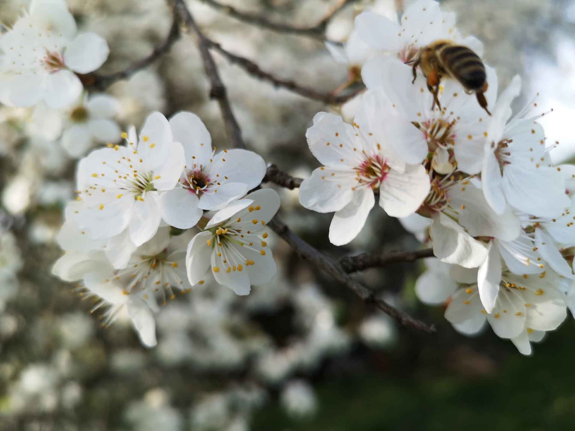 Nahaufnahme von weißen Kirschblüten mit gelben Staubblättern, auf denen eine Honigbiene sitzt.