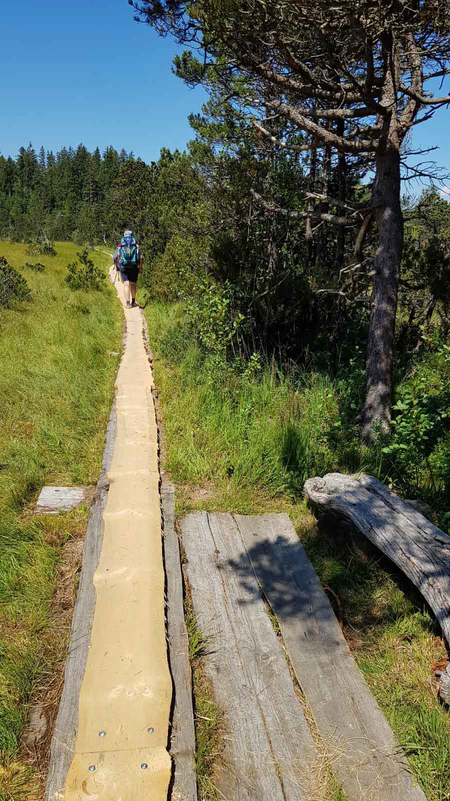Wanderin auf schmalem Holzbohlenweg durch ein sonniges Hochmoor mit Gras und Kiefern.