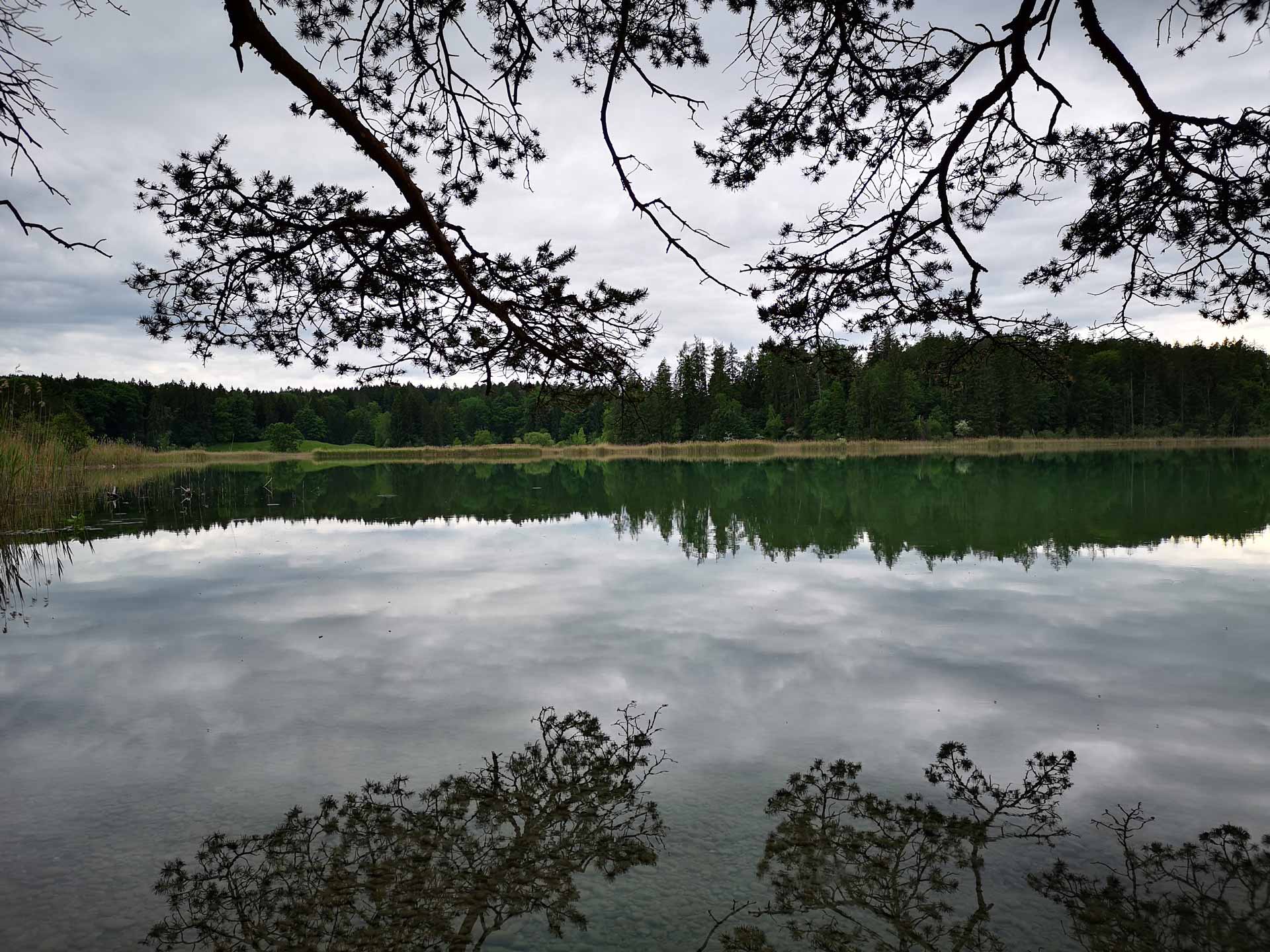 Ruhiger Waldsee mit perfekter Spiegelung von Nadelbäumen und bewölktem Himmel am Ufer.