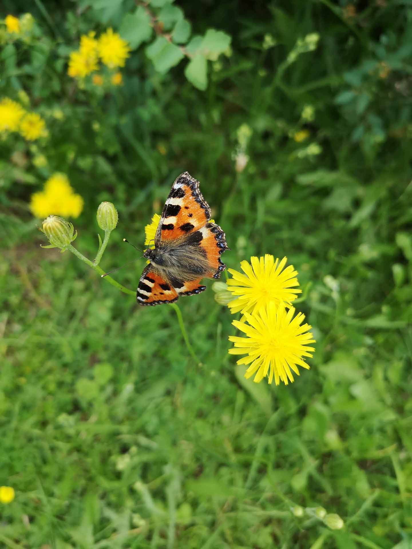 Kleiner Fuchs Schmetterling (Aglais urticae) auf leuchtend gelber Wiesenblume in grüner Natur.
