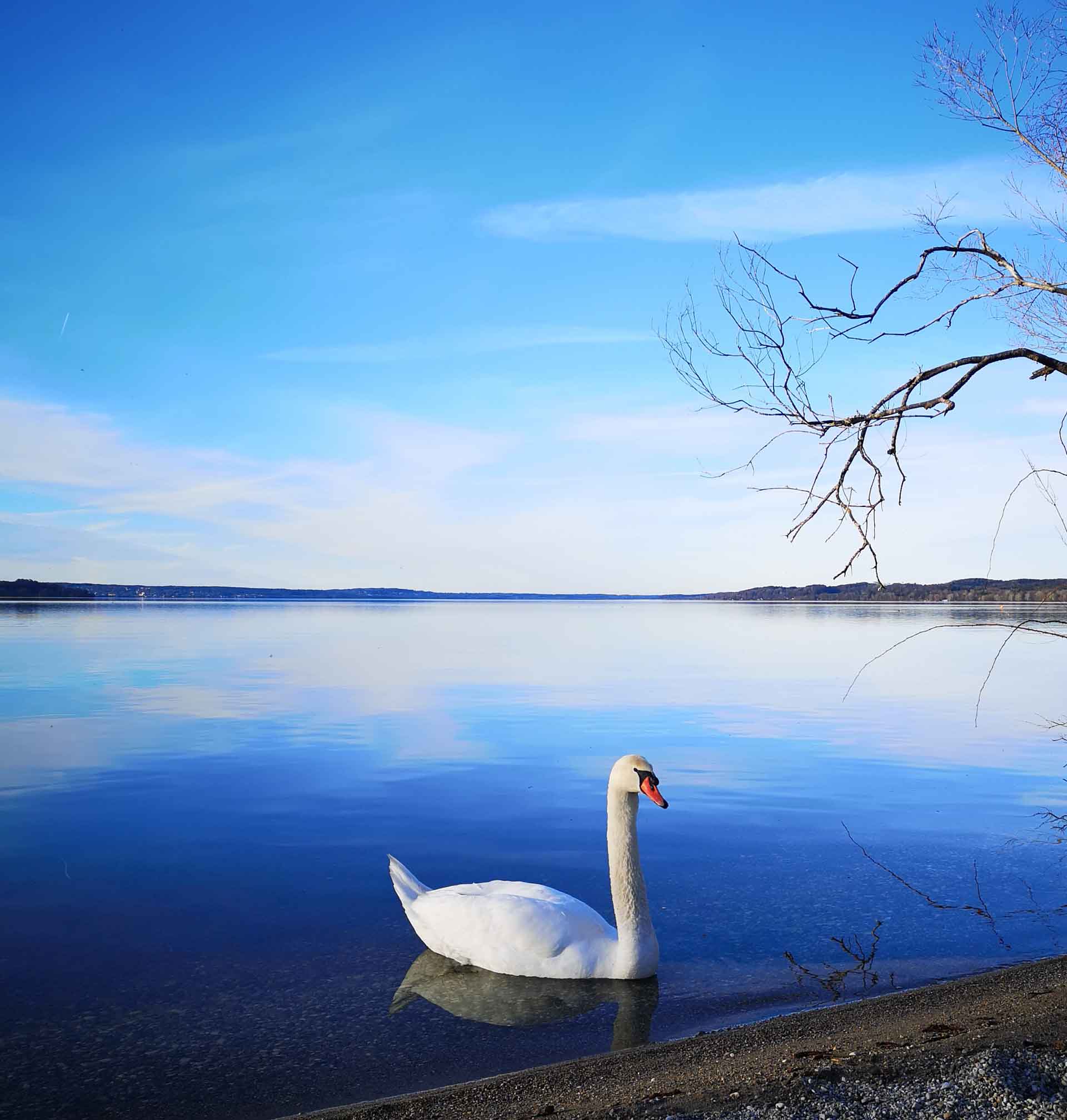 Eleganter weißer Schwan auf ruhigem See mit blauer Spiegelung des wolkenlosen Himmels.