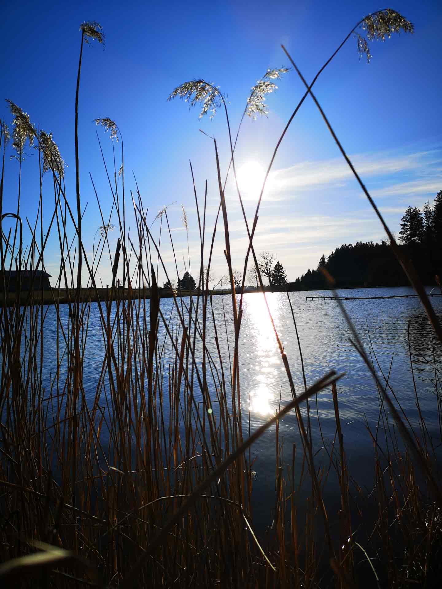 Hohe Schilfhalme im Gegenlicht, mit starker Sonnenreflexion auf der Wasseroberfläche eines Waldsees.