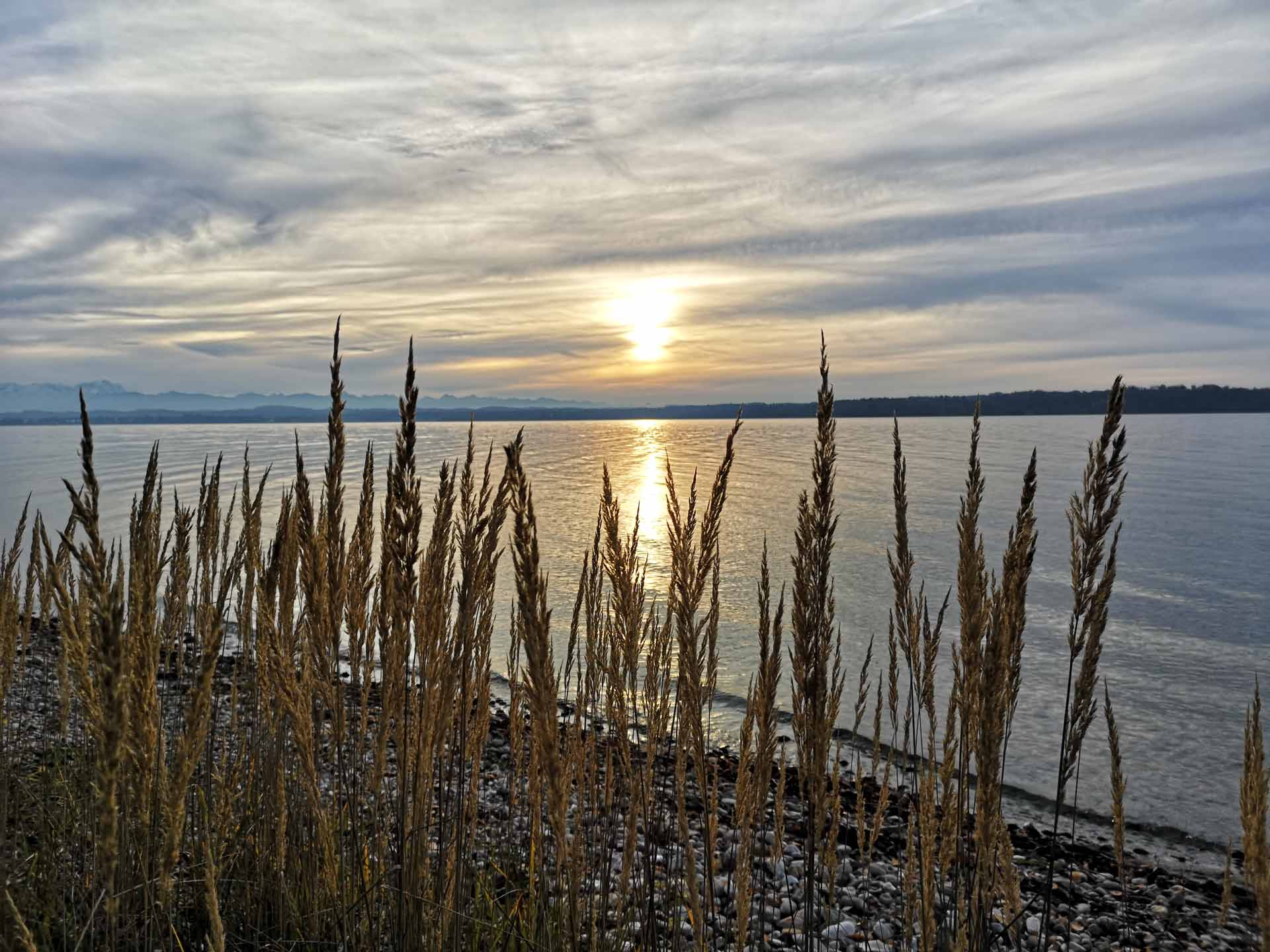 Goldbraune Grashalme im Vordergrund am Ufer, vor einem ruhigen See im Sonnenuntergang.