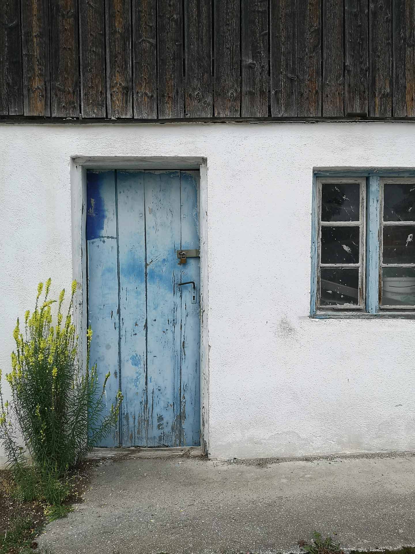 Weiße Hauswand mit einer verwitterten, hellblauen Holztür und einem kleinen Fenster; vorne steht gelber Ginster.