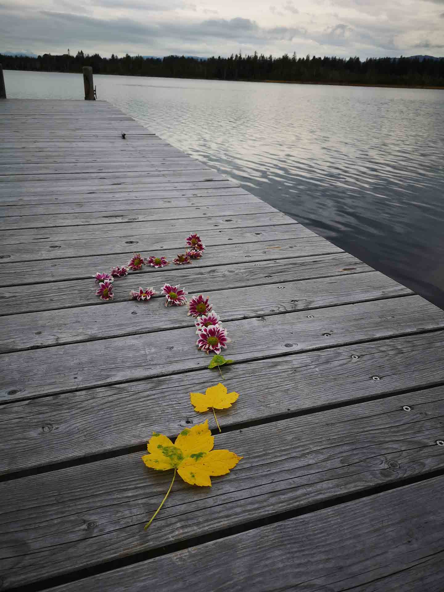 Magenta-weiße Blüten und zwei gelbe Ahornblätter liegen in einer Kurve auf einem grauen Holzsteg am See.