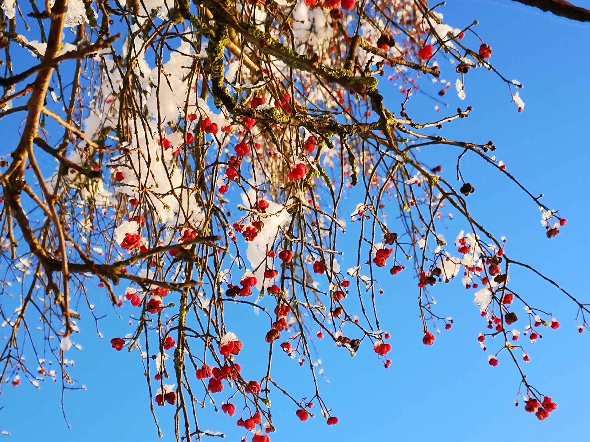 Rote Beeren und leichter Schnee auf dunklen Zweigen, aufgenommen vor strahlend blauem Winterhimmel.